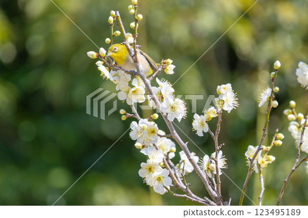 梅羅和梅 梅羅和梅 123495189