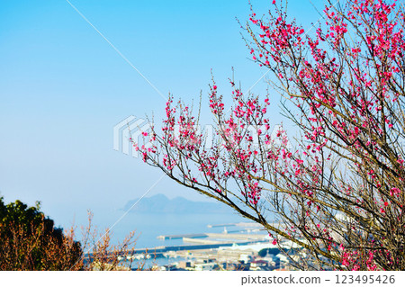 Red plum blossoms starting to bloom near the summit of Mt. Kanmuriyama 2025-2 Red plum blossoms starting to bloom near the summit of Mt. Kanmuriyama 2025-2 123495426