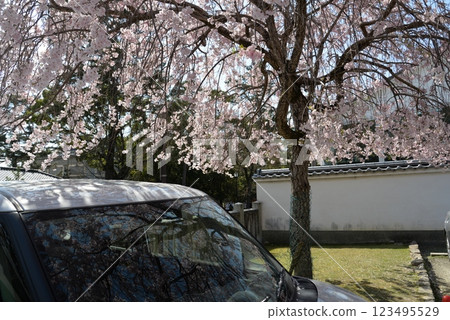 Car and cherry blossoms 123495529