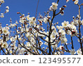 藍天下的梅花與蜜蜂 123495577