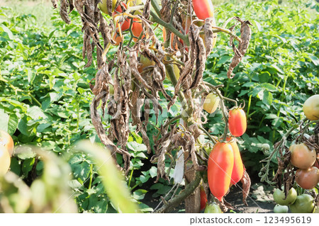 Ripe tomatoes on withered plant in lush green garden setting 123495619