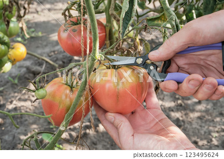 Close-up of farmer's hands picking tomatoes 123495624