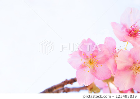 透明的櫻花 123495839