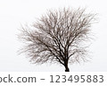裸樹 123495883