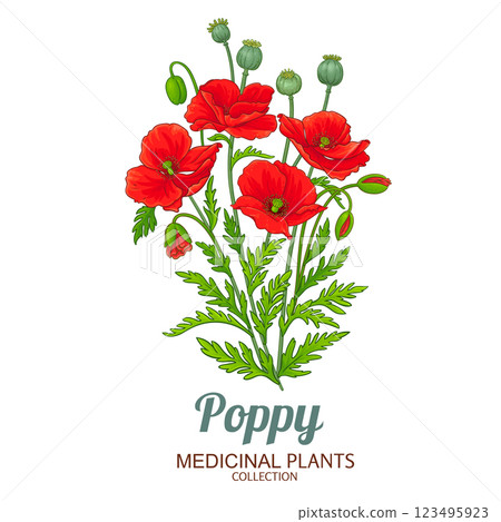 Poppy Plant Colored Detailed Illustration Poppy Plant Colored Detailed Illustration 123495923