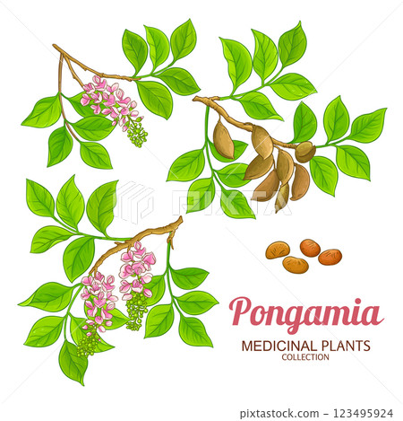 Pongamia Branch Colored Detailed Illustration 123495924