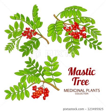 Mastic Tree Branch Colored Illustration 123495925