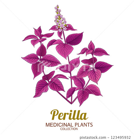 Perilla Plant Colored Detailed Illustration Perilla Plant Colored Detailed Illustration 123495932