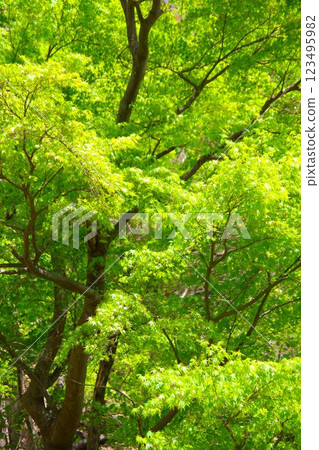 Blue maple 123495982