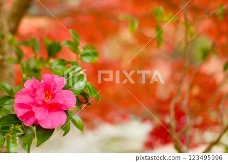 秋季河岸盛開的紅色山茶花 123495996