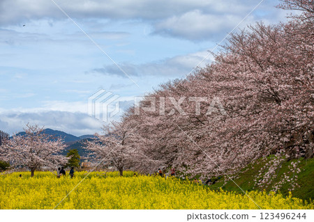 奈良藤原宮遺址的櫻花和油菜花 奈良藤原宮遺址的櫻花和油菜花 123496244