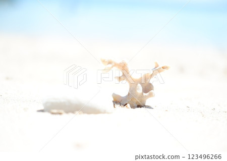 A Piece of Coral on White Sand 123496266
