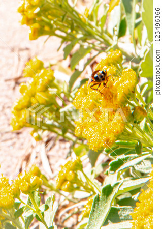 Honeybees sucking flower nectar Honeybees sucking flower nectar 123496366