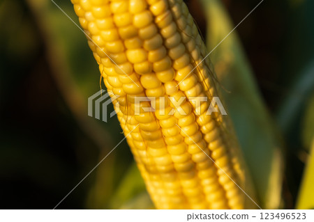 The ripe cob of corn displays vibrant yellow kernels, freshly harvested from a sprawling field under the soft glow of a late summer sun, showcasing nature's bounty The ripe cob of corn displays vibrant yellow kernels, freshly harvested from a sprawling field under the soft glow of a late summer sun, showcasing nature's bounty 123496523