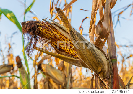 A mature cob of corn stands out with plump kernels, surrounded by dried corn stalks in a sun-drenched field, indicating a rich late summer harvest A mature cob of corn stands out with plump kernels, surrounded by dried corn stalks in a sun-drenched field, indicating a rich late summer harvest 123496535