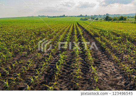 The agricultural landscape features extensive rows of vibrant young corn plants growing in rich, dark soil under a sunny sky. This field represents the heart of farming The agricultural landscape features extensive rows of vibrant young corn plants growing in rich, dark soil under a sunny sky. This field represents the heart of farming 123496545