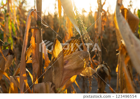 A cob of ripe corn stands prominently, surrounded by dry, wilted leaves in a warm golden field as the sun sets, embodying the richness of the harvest 123496554