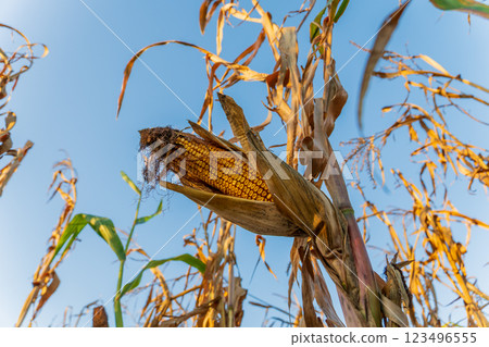 A single cob of ripe corn dangles from a stalk in a golden cornfield. The sun shines brightly, illuminating the dried leaves around it, signaling the harvest season 123496555