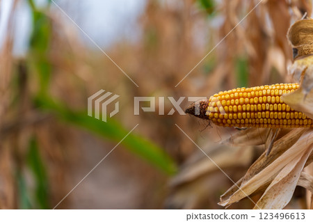 As the sun sets, warm light envelops the cornfield, casting golden shadows on the withered cornstalks and highlighting their rich textures against a tranquil backdrop As the sun sets, warm light envelops the cornfield, casting golden shadows on the withered cornstalks and highlighting their rich textures against a tranquil backdrop 123496613