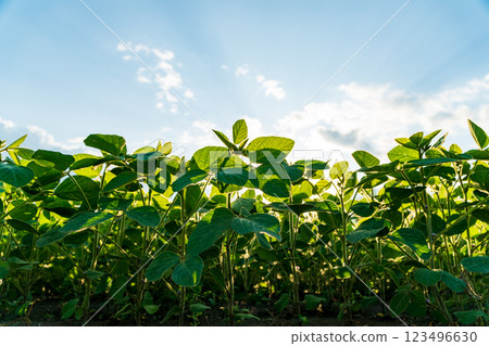 The field is filled with healthy soybean plants, showcasing vibrant green leaves and developing pods under a bright blue sky during daytime hours 123496630