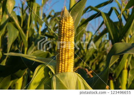 Golden kernels shine on a fully developed cob of corn, surrounded by lush green stalks under a clear blue sky in a vibrant summer setting Golden kernels shine on a fully developed cob of corn, surrounded by lush green stalks under a clear blue sky in a vibrant summer setting 123496655