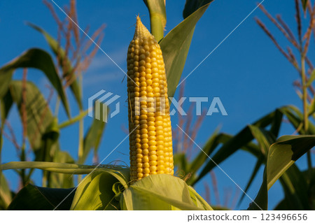 This vibrant cob of corn displays its rich yellow kernels, reaching maturity amid verdant leaves. The bright blue sky enhances the agricultural setting in late summer This vibrant cob of corn displays its rich yellow kernels, reaching maturity amid verdant leaves. The bright blue sky enhances the agricultural setting in late summer 123496656