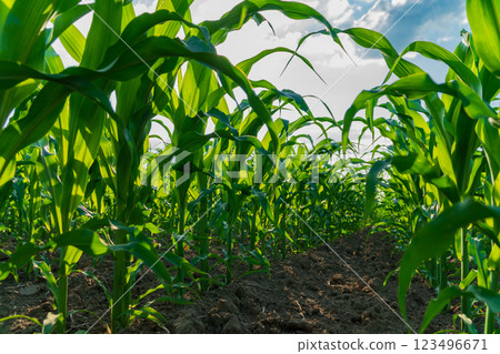 Vibrant corn plants stretch skyward in a thriving field, catching sunlight as they flourish. The rich green foliage indicates healthy growth in warm summer weather Vibrant corn plants stretch skyward in a thriving field, catching sunlight as they flourish. The rich green foliage indicates healthy growth in warm summer weather 123496671