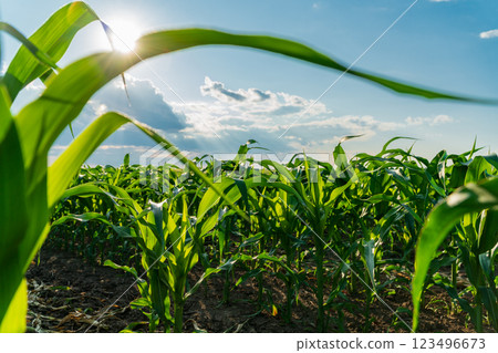 Sunlight filters through the tall green corn plants in a field, showcasing their vibrant leaves and the rich brown soil beneath. A few clouds dot the blue sky, adding depth 123496673