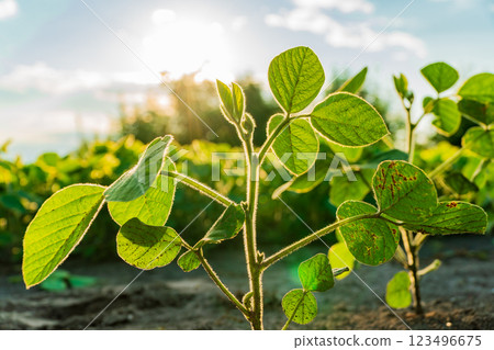 Bright green soybean plants are emerging in a lush field, with healthy leaves basking in warm sunlight under a clear blue sky during the spring season Bright green soybean plants are emerging in a lush field, with healthy leaves basking in warm sunlight under a clear blue sky during the spring season 123496675