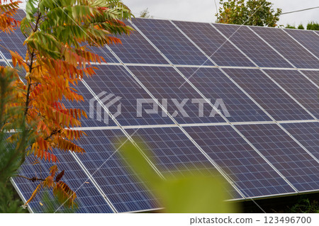 A row of solar panels is positioned behind a tree with fall leaves. The panels are angled to capture the sun's energy 123496700