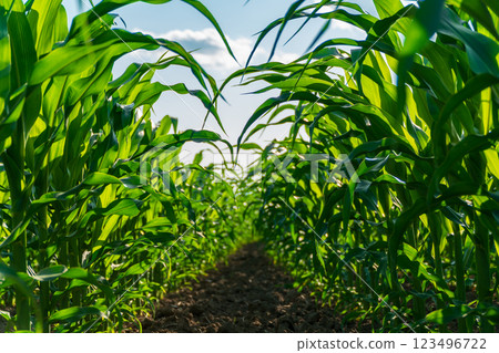 Tall green corn plants stretch towards the sky, creating a lush pathway through the field. The sun illuminates the vibrant leaves as they grow vigorously Tall green corn plants stretch towards the sky, creating a lush pathway through the field. The sun illuminates the vibrant leaves as they grow vigorously 123496722