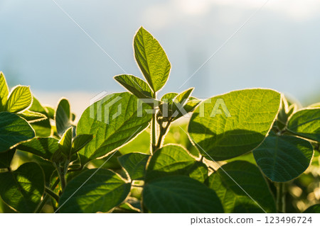 A vibrant young soybean field showcases healthy green leaves, illuminated by sunlight, highlighting the growth and potential of the crop during the early stages of agriculture 123496724