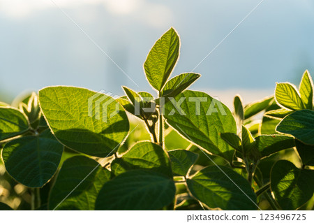 A lush field of young soybeans flourishes under warm sunlight, displaying vibrant green leaves against a bright background, highlighting healthy agriculture in summer A lush field of young soybeans flourishes under warm sunlight, displaying vibrant green leaves against a bright background, highlighting healthy agriculture in summer 123496725