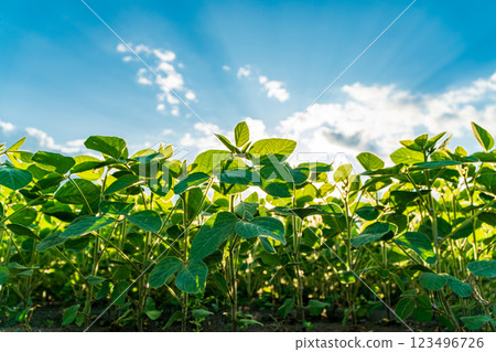 A vibrant young soybean field flourishes under a bright blue sky, with sunlight illuminating the lush green leaves, symbolizing healthy agriculture and growth 123496726