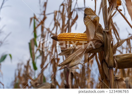 A ripe ear of corn stands out amidst dried stalks in a cornfield. The field showcases the transition from growth to harvest, indicating the season's change A ripe ear of corn stands out amidst dried stalks in a cornfield. The field showcases the transition from growth to harvest, indicating the season's change 123496765
