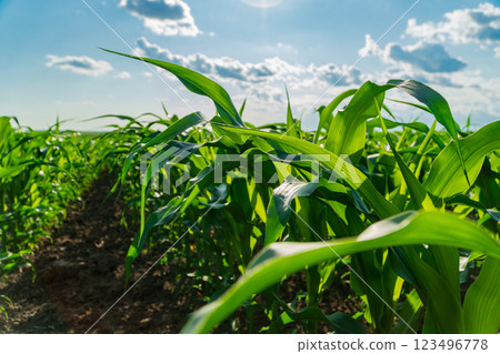 Corn plants stand tall and lush in a well-tended field, illuminated by sunlight, showcasing healthy leaves under a bright blue sky with scattered clouds Corn plants stand tall and lush in a well-tended field, illuminated by sunlight, showcasing healthy leaves under a bright blue sky with scattered clouds 123496778