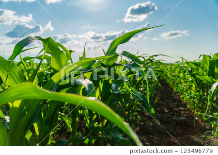 Corn plants stretch toward the bright blue sky, their lush green leaves creating a dense canopy. The field reflects the lively growth typical of summer agriculture Corn plants stretch toward the bright blue sky, their lush green leaves creating a dense canopy. The field reflects the lively growth typical of summer agriculture 123496779