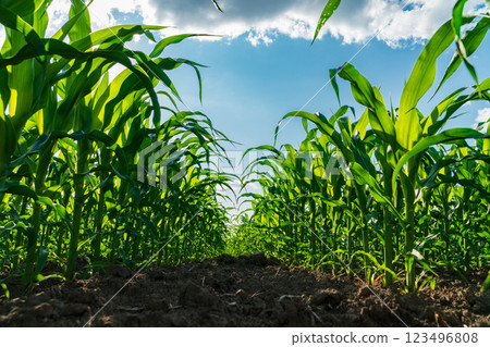 Tall corn stalks stretch towards a clear blue sky, thriving in fertile soil. The sun shines brightly, highlighting the vibrant green leaves in the expansive field 123496808