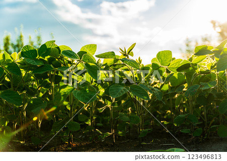 Rows of healthy soybean plants stretch toward the sun, showcasing their vibrant green leaves nestled in rich soil against a picturesque backdrop of a clear sky 123496813