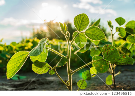 Young soybean plants are basking in warm sunlight at a rural farm, showcasing vibrant green leaves and strong stems, indicative of a healthy crop in summer Young soybean plants are basking in warm sunlight at a rural farm, showcasing vibrant green leaves and strong stems, indicative of a healthy crop in summer 123496815