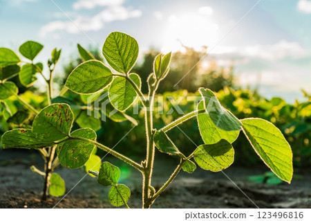 Healthy soybean plants bask in sunlight, showcasing vibrant green leaves in an agricultural field. The scene captures early summer growth and vitality 123496816