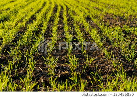 In a winter wheat field, vibrant green grass sprouts emerge from dark soil, stretching toward the sun. The rows indicate careful planting and promise of a bountiful crop In a winter wheat field, vibrant green grass sprouts emerge from dark soil, stretching toward the sun. The rows indicate careful planting and promise of a bountiful crop 123496850