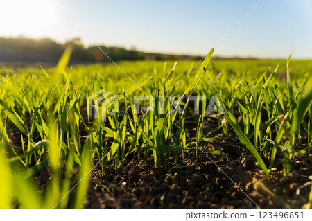 Tender green wheat sprouts emerge from the rich soil in a winter field, basking in warm sunlight and signaling the arrival of spring Tender green wheat sprouts emerge from the rich soil in a winter field, basking in warm sunlight and signaling the arrival of spring 123496851