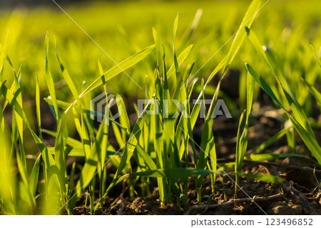 Winter wheat grass is sprouting vibrantly in a field, taking advantage of the nourishing soil and sunlight to grow. The fresh green shoots symbolize renewal in nature 123496852
