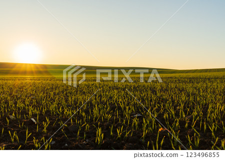 The landscape showcases a winter wheat field filled with vibrant green sprouts, illuminated by the warm glow of the rising sun against a clear sky The landscape showcases a winter wheat field filled with vibrant green sprouts, illuminated by the warm glow of the rising sun against a clear sky 123496855