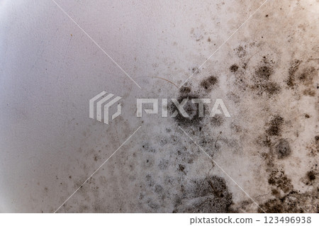 Dampness has allowed fungi to flourish on the wall, showcasing a network of mold that thrives in neglected corners of home spaces, highlighting a battle against moisture 123496938