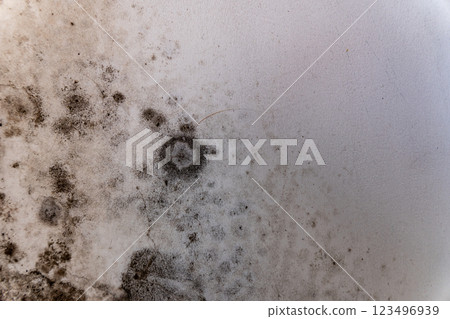 A close-up view reveals the detailed textures and forms of mold growing on a wall, showcasing the unseen life that flourishes in damp indoor spaces A close-up view reveals the detailed textures and forms of mold growing on a wall, showcasing the unseen life that flourishes in damp indoor spaces 123496939