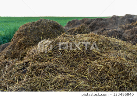 Fresh manure piles are placed strategically in a vibrant green field, nourishing the soil and preparing it for next season's crops and growth Fresh manure piles are placed strategically in a vibrant green field, nourishing the soil and preparing it for next season's crops and growth 123496940