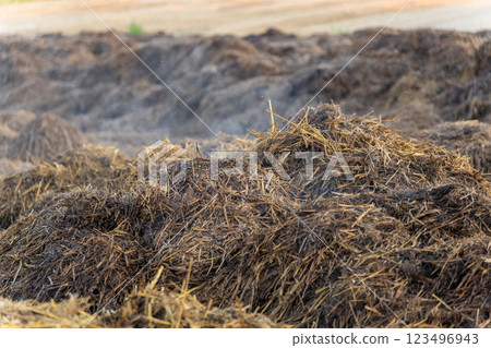A rich layer of manure covers the field, transforming the soil into nutrient-dense compost. This natural process nurtures crops and enhances agricultural productivity A rich layer of manure covers the field, transforming the soil into nutrient-dense compost. This natural process nurtures crops and enhances agricultural productivity 123496943