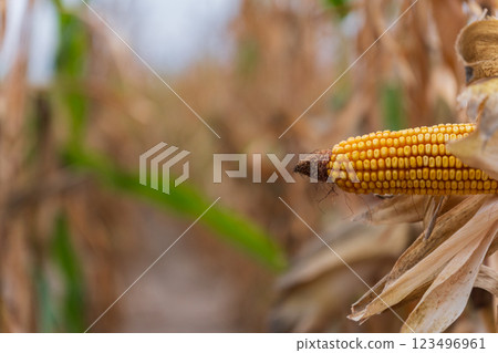 Golden corn ears emerge from a mixed field of dry stalks, signaling the end of summer. The landscape reflects the agricultural cycle during harvest season, rich in texture and color Golden corn ears emerge from a mixed field of dry stalks, signaling the end of summer. The landscape reflects the agricultural cycle during harvest season, rich in texture and color 123496961